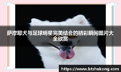 bsports官网入口